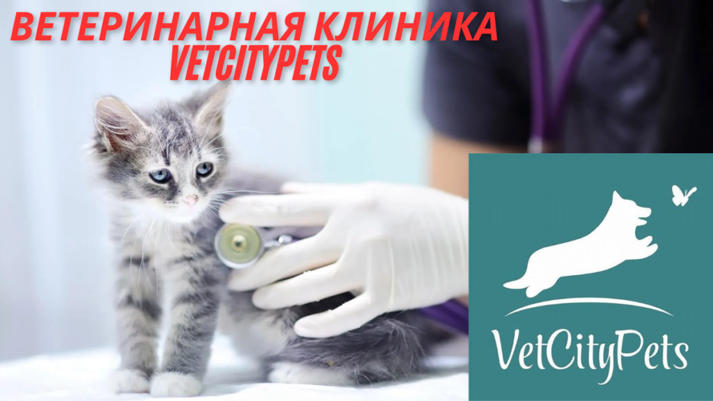 Exceptional Services Offered at ветеринарная клиника vetcitypets best guide 2024