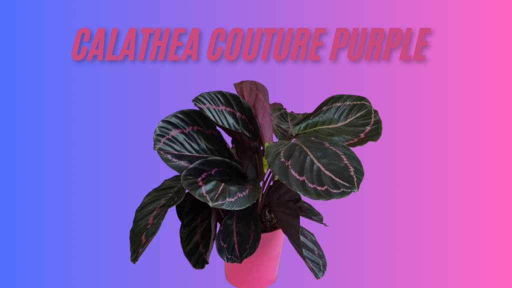 Mastering Calathea Couture Purple Care Tips and Styling Inspiration ultimate guide 2025